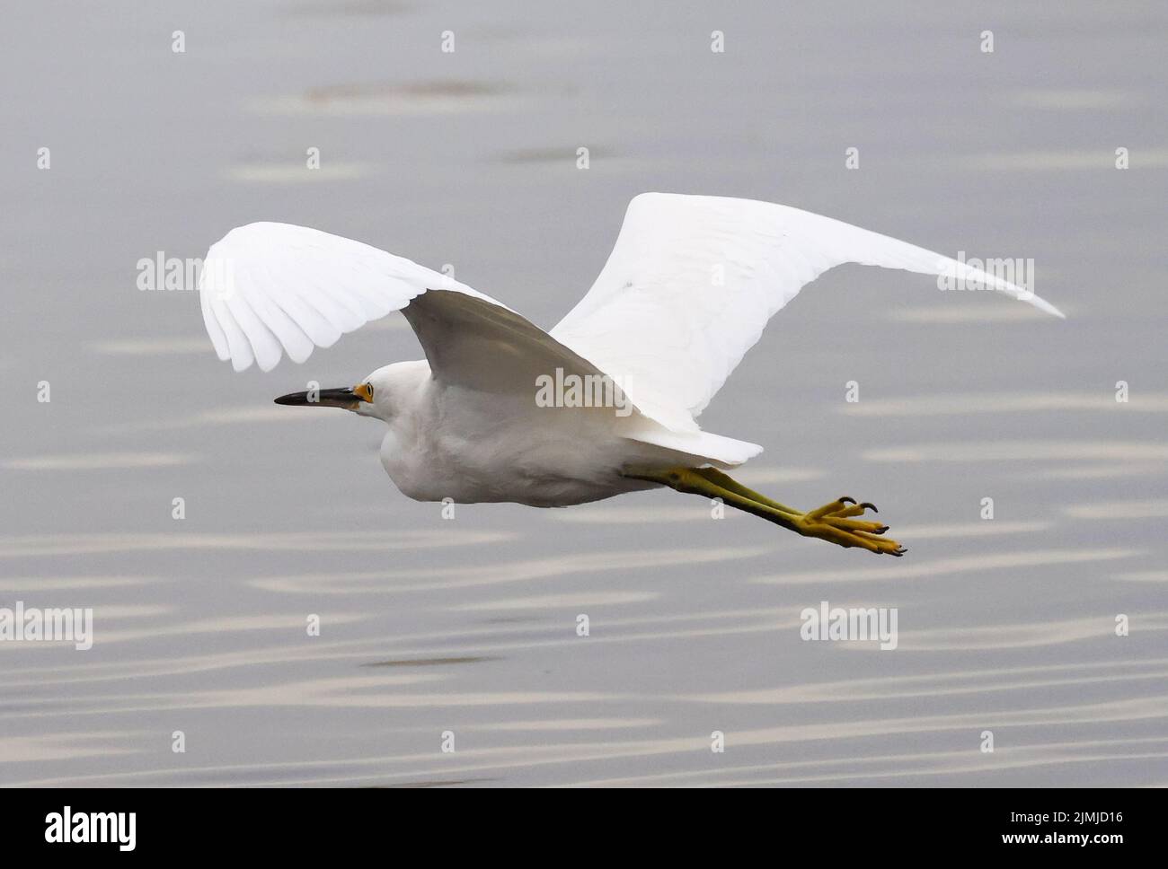 An egret flying over a pond Stock Photo