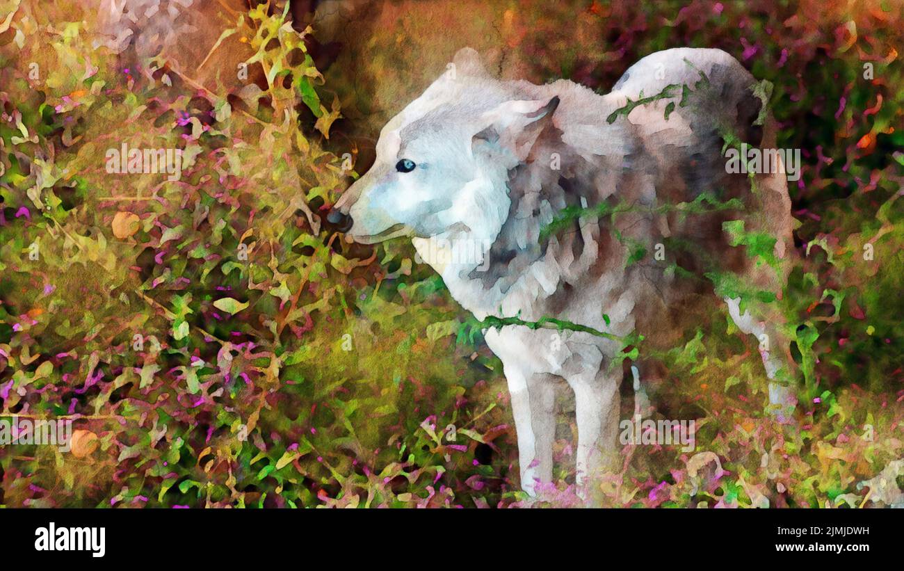 Digital watercolor painting illustration of a wolf Stock Photo - Alamy