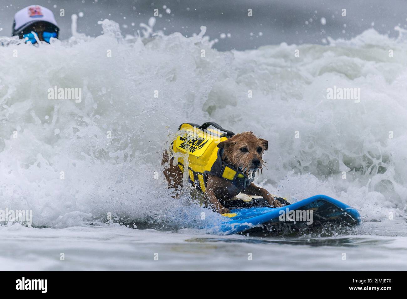 Carson competes at the World Dog Surfing Championships in Pacifica, California, U.S., August 6, 2022. REUTERS/Carlos Barria Stock Photo
