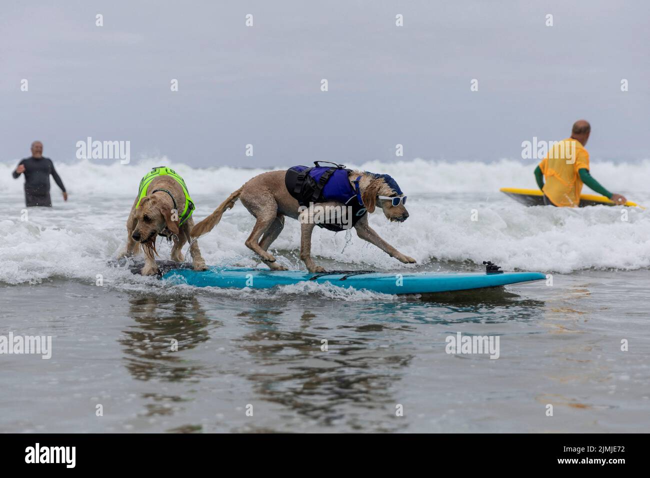 Teddy and Derby compete at the World Dog Surfing Championships in Pacifica, California, U.S., August 6, 2022. REUTERS/Carlos Barria Stock Photo