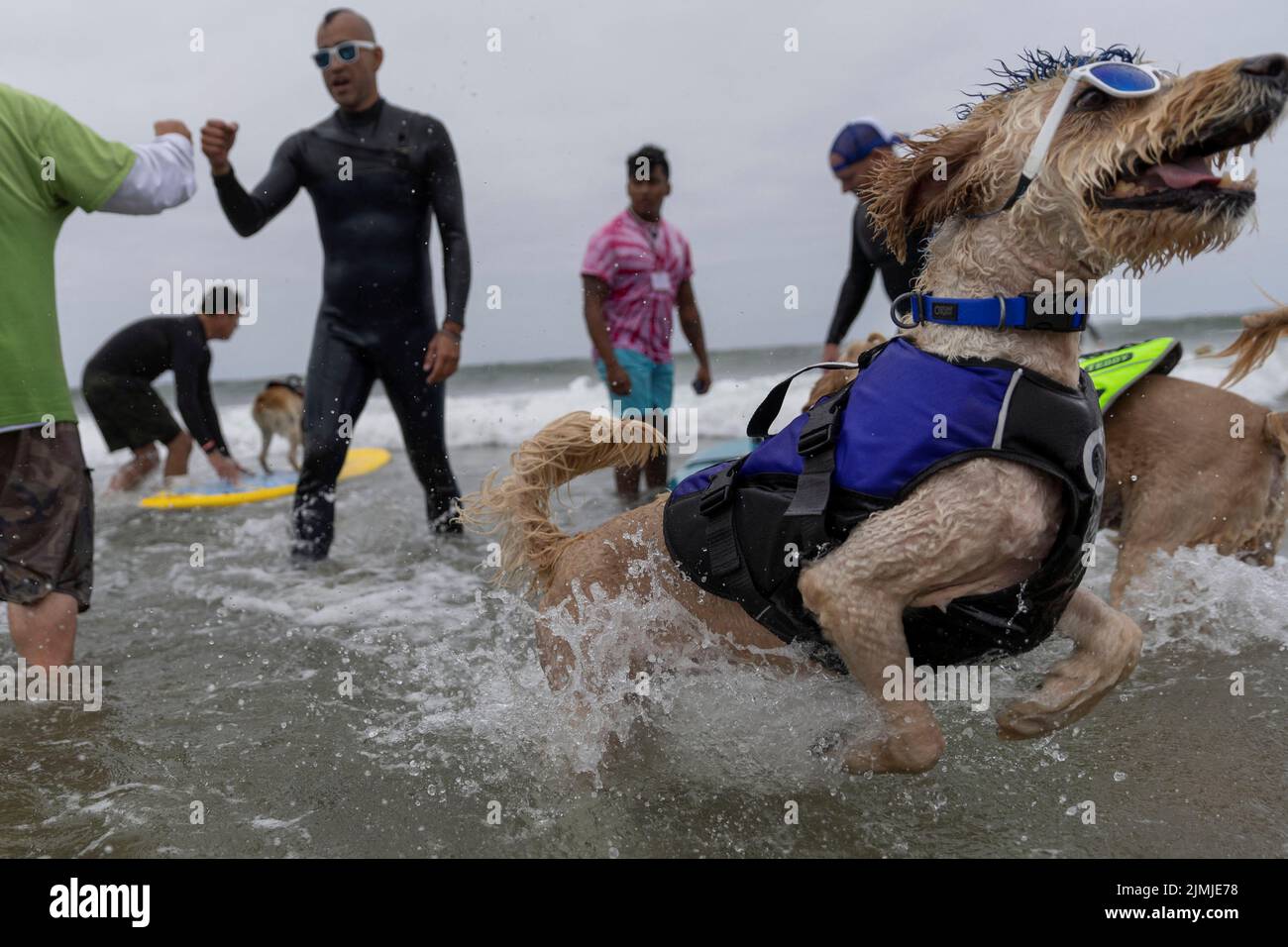 Derby rects as he competes at the World Dog Surfing Championships in Pacifica, California, U.S., August 6, 2022. REUTERS/Carlos Barria Stock Photo