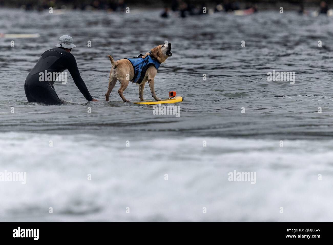 Charlie competes at the World Dog Surfing Championships in Pacifica, California, U.S., August 6, 2022. REUTERS/Carlos Barria Stock Photo