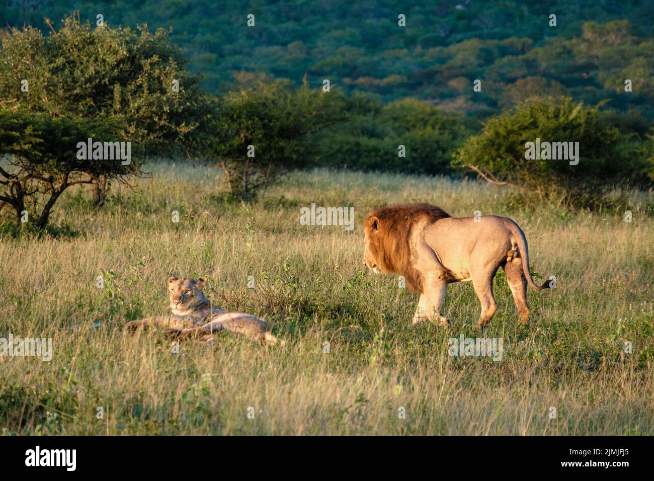 Lion male and female pairing during sunset in South Africa Thanda Game reserve Kwazulu Natal Stock Photo