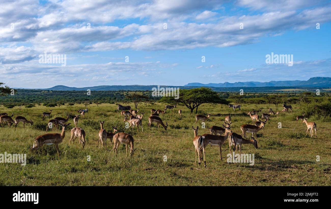 Africa savannah animals landscape hi-res stock photography and images ...