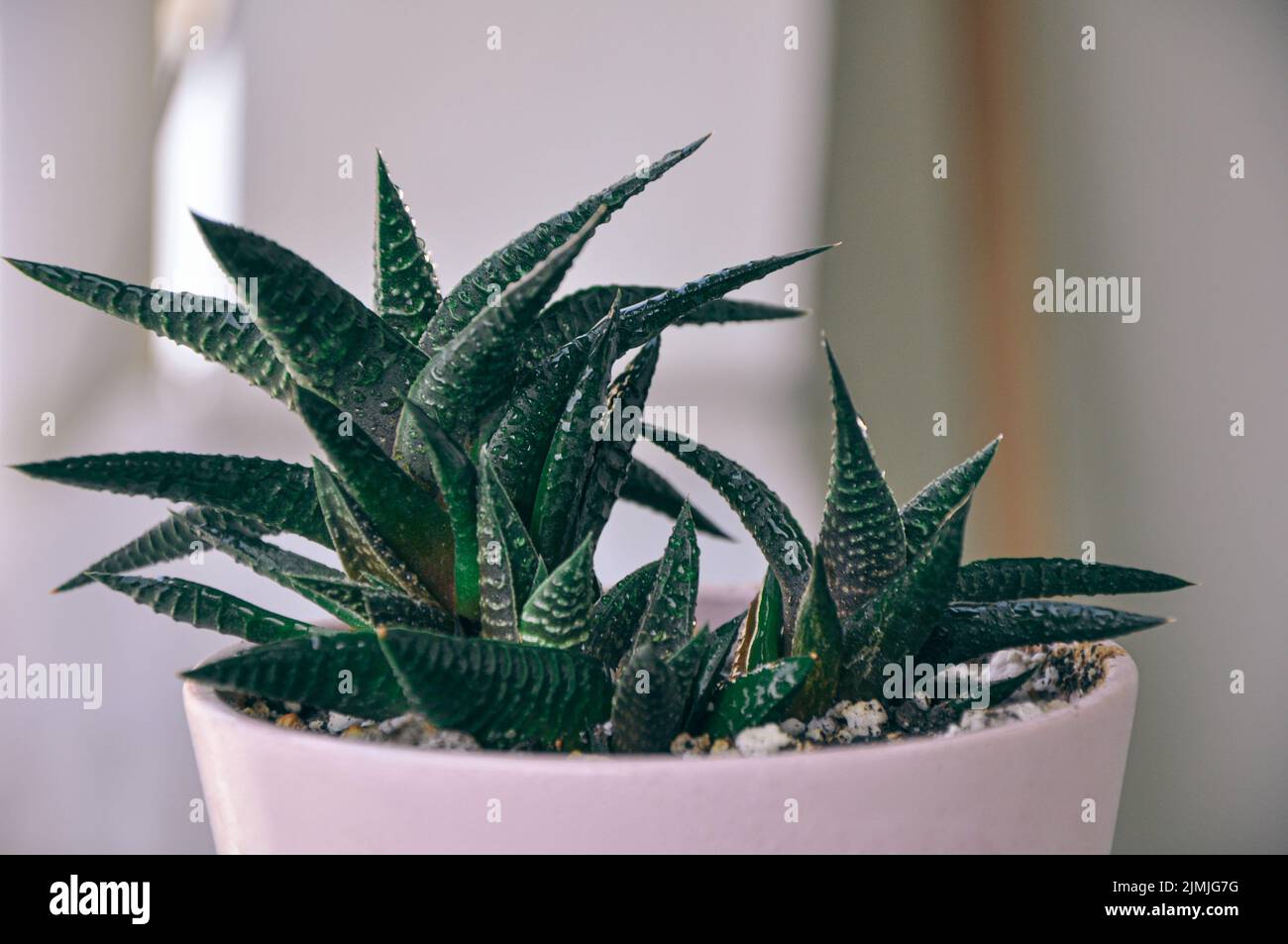 Gasteraloe, a hybrid succulent. Teal cactus leaves. Cactus plant pattern wallpaper. Succulent plant patterns. Details of succulent leaves Stock Photo