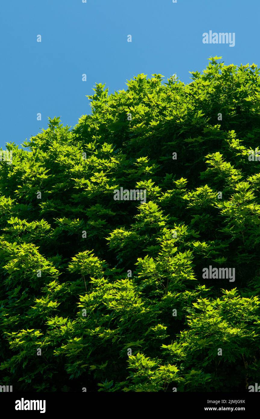 Maple tree Stock Photo