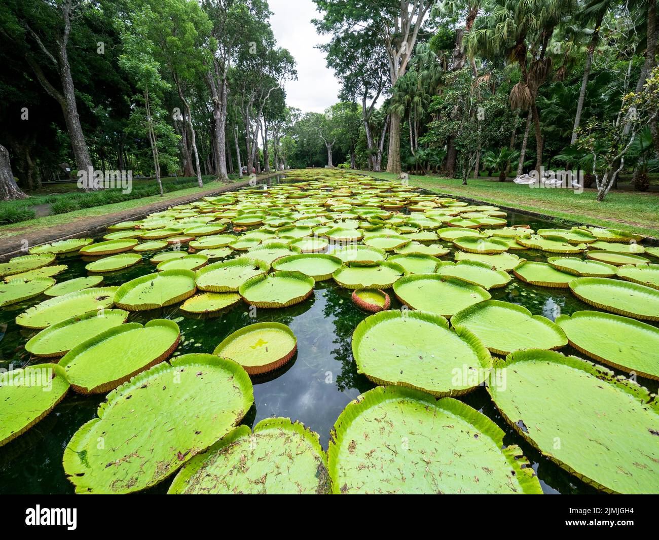Pond with giant water lilies (Victoria), Pamplemousses Botanical Garden, Mauritius, Africa Stock Photo
