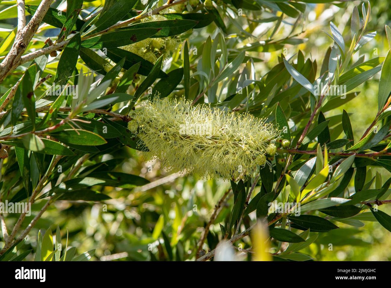 Callistemon pityoides, Yellow Bottlebrush Stock Photo