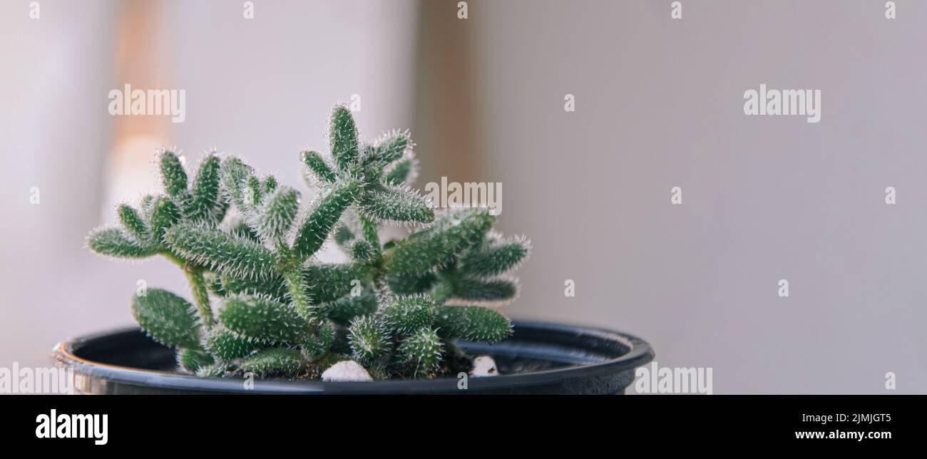 Succulent Delosperma echinatum, grown in terracotta pots in greenhouses, pickle plant or ice plant Stock Photo