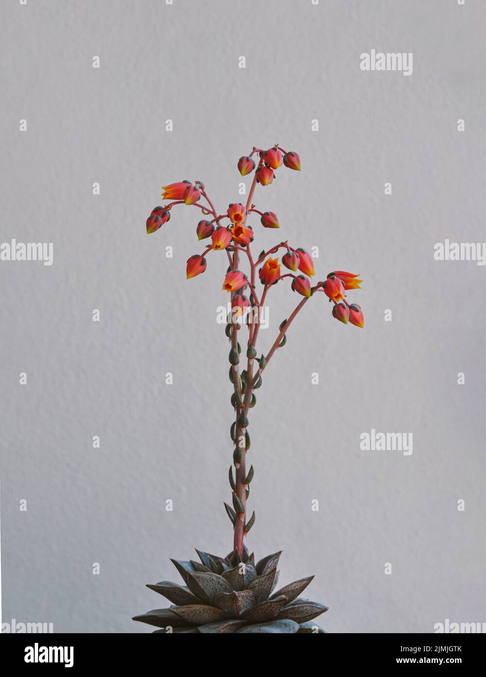 POWERS TO FLOWERS - ECHEVERIA MINI ARANCIONE, CACTUS COLORATI IN VASO CERAMICA CON FIOCCO, pianta vera