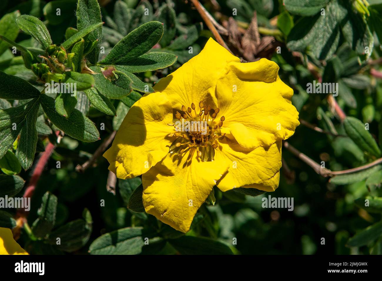 Potentilla fruticosa, Goldstar Stock Photo