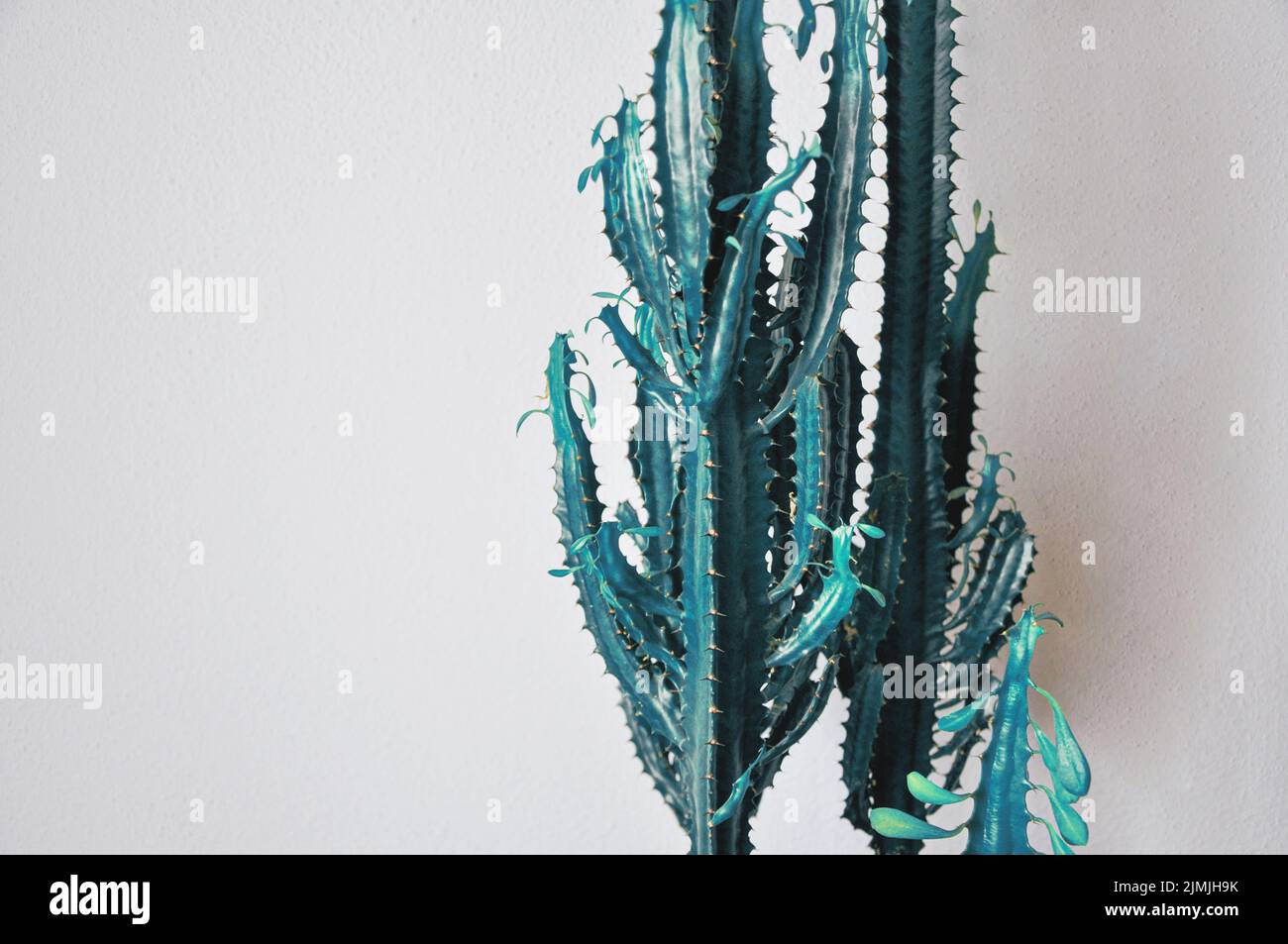 Ornamental plant with green succulent stems of cactus isolated on white