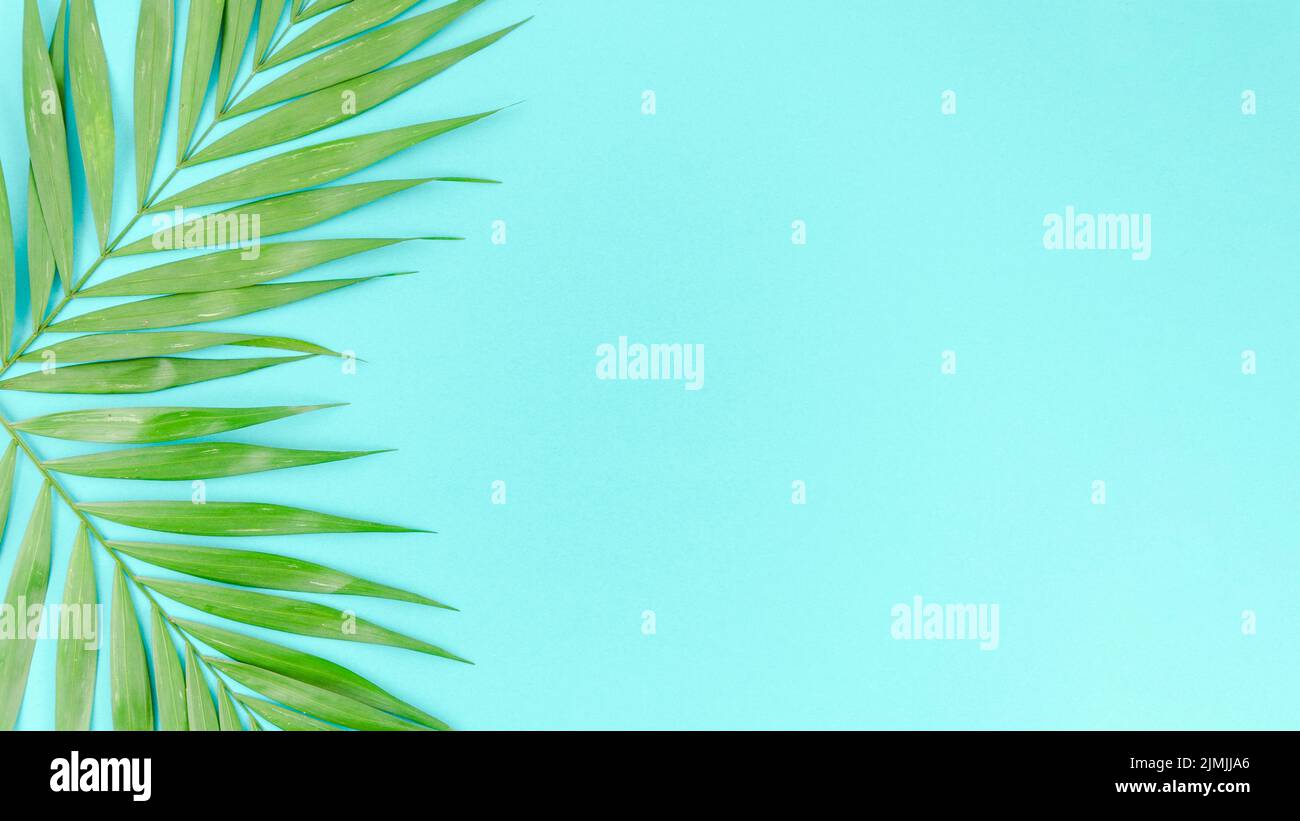 Two palm leaves hi-res stock photography and images - Alamy