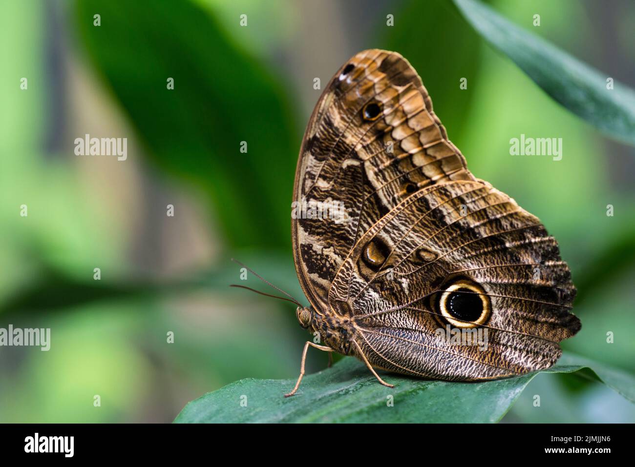 Owl butterfly with blurry background Stock Photo