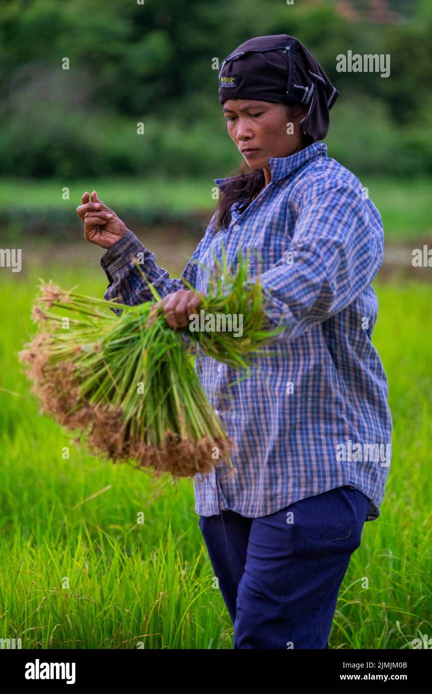 Thai women plant rice in Nakhon Nayok, Thailand Stock Photo - Alamy
