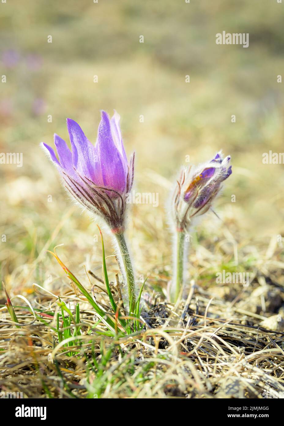 Purple pasque flower in spring Stock Photo