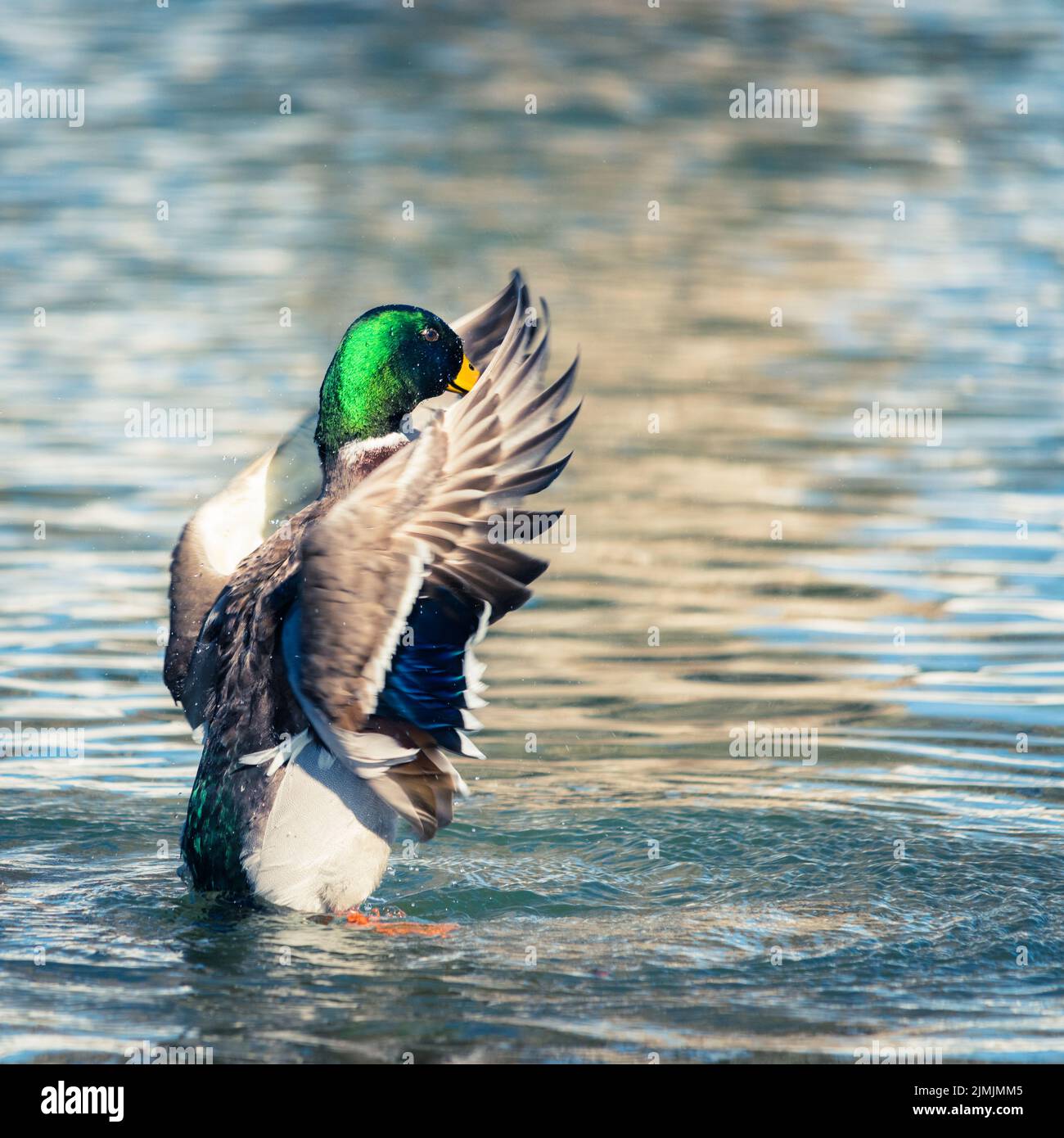 Mallard Duck Stretching Its Wings While Resting on the Water Stock Photo