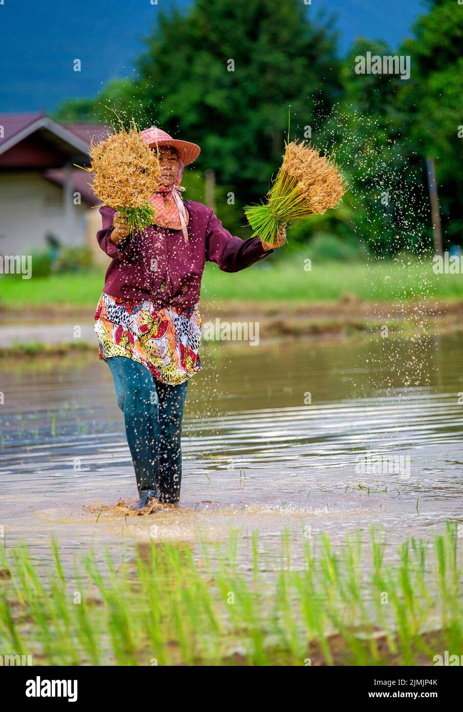 Grain planting food hi-res stock photography and images - Alamy
