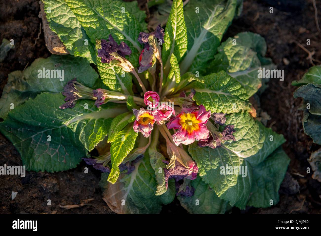 The common primrose frost bitten in the early spring. Primula damaged by frost. Stock Photo