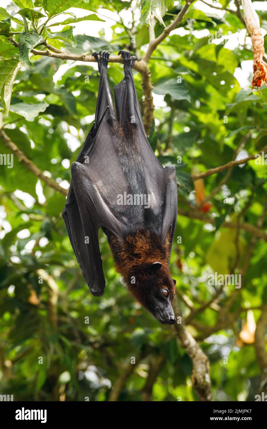 Cute flying fox hanging on the tree Stock Photo