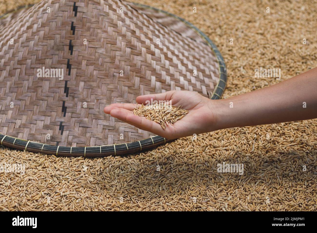 Harvest of ripe rice grains in female hand Stock Photo