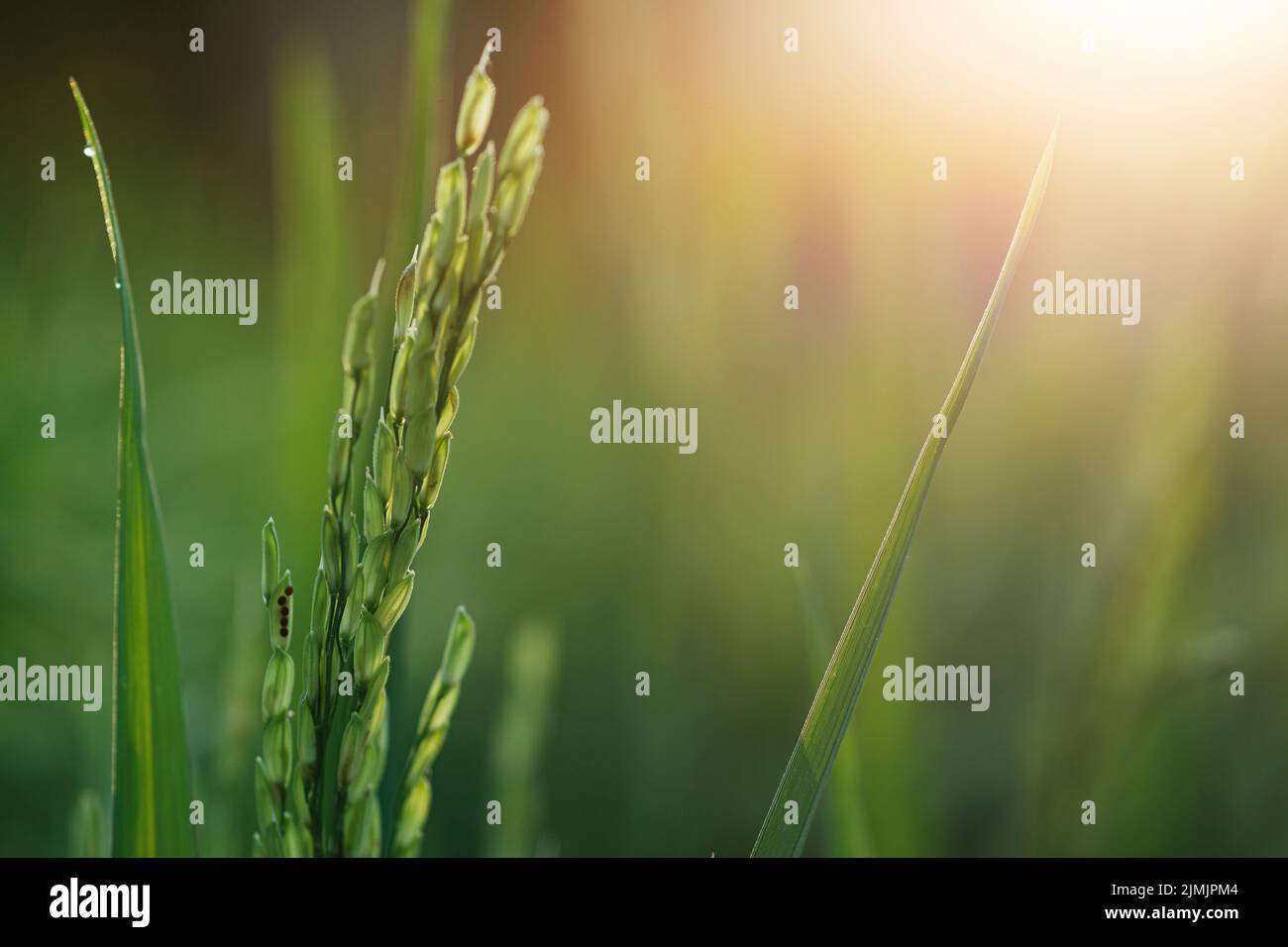 Young rice field agriculture hi-res stock photography and images - Alamy