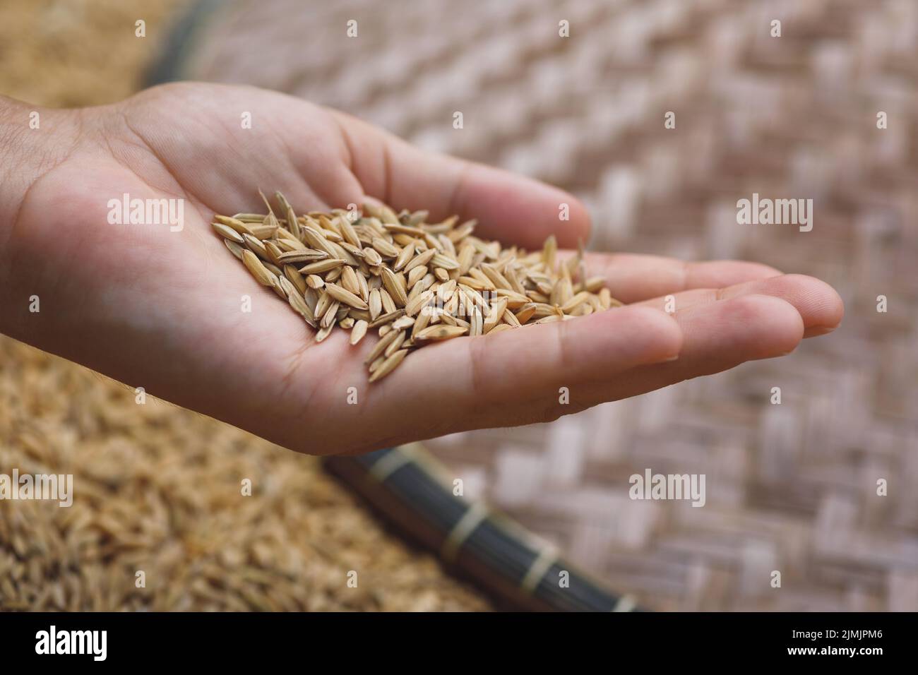 Harvest of ripe rice grains in female hand Stock Photo