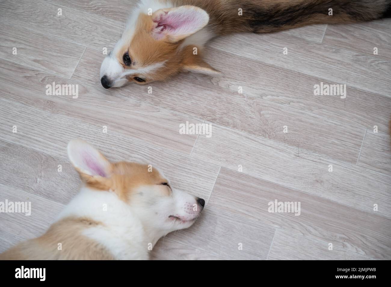Cute welsh puppies sleep on the floor. View from above Stock