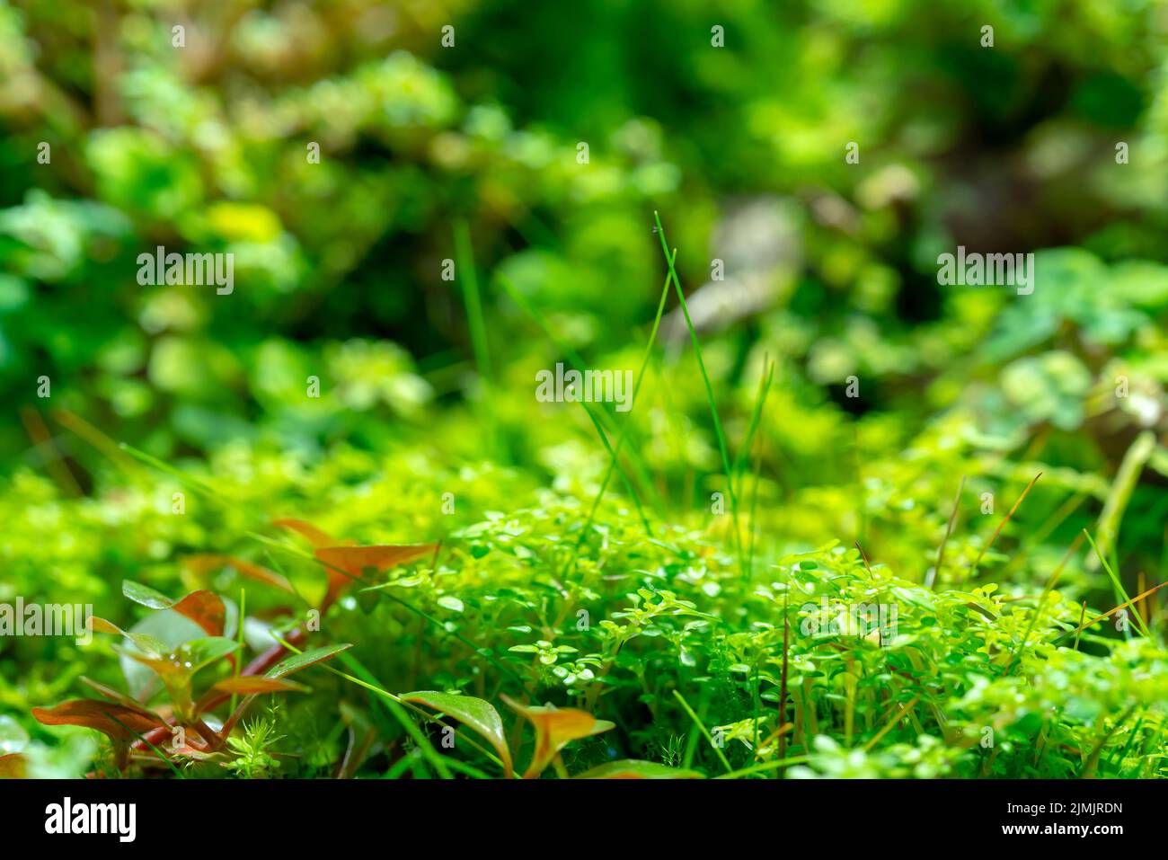 Bright green vegetation cover of herbs Stock Photo Alamy