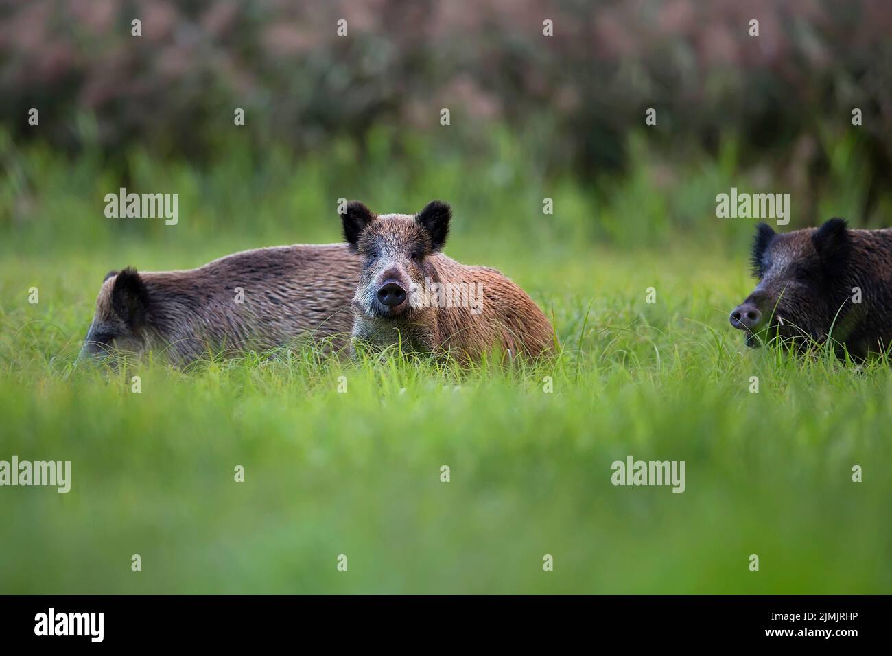 Wild boars in the wild, in a clearing Stock Photo