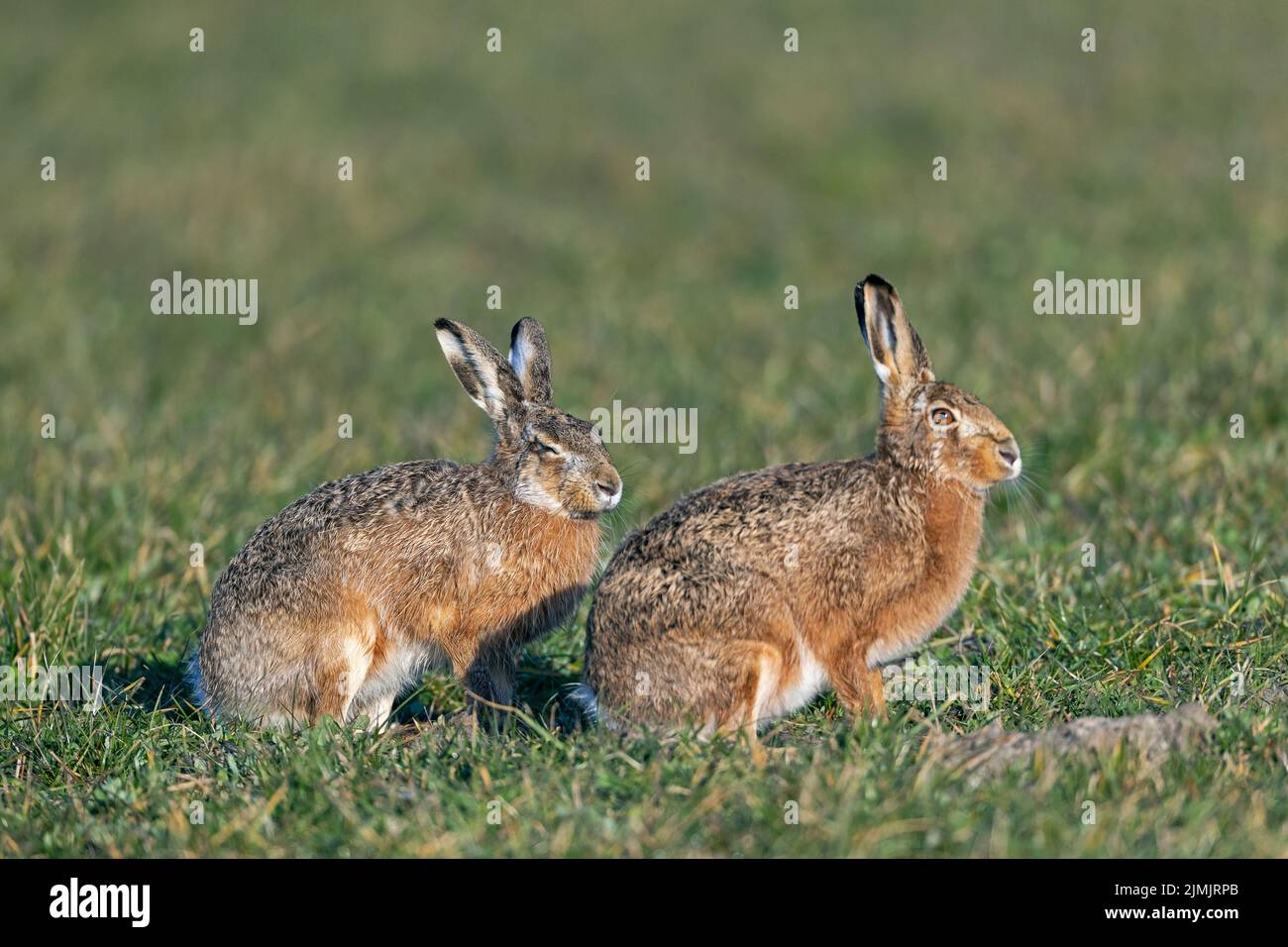 As soon as the male approaches the female European Hare, she reacts to the buck Stock Photo