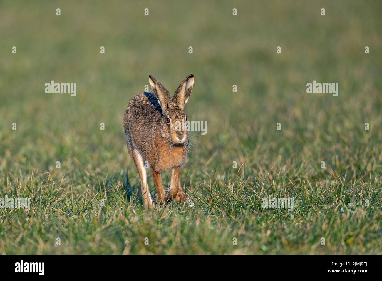 Zielstrebig hoppelt ein maennlicher Feldhase in Richtung Haesin / Determinedly scampers a male European Hare in the direction of a female / Lepus euro Stock Photo
