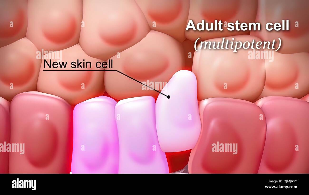 Adult stem cells hi-res stock photography and images - Alamy