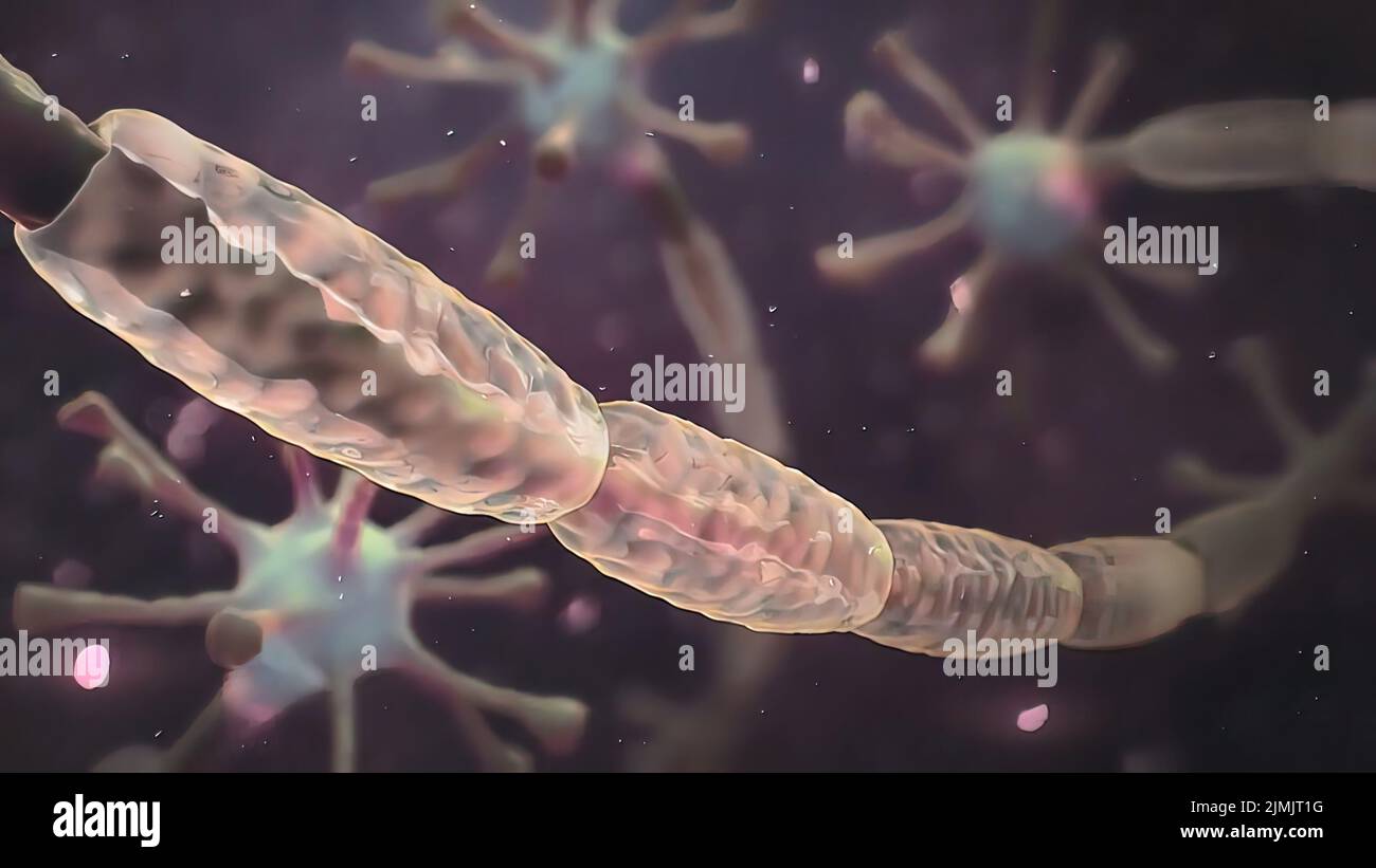 Motor neurons micrograph hi-res stock photography and images - Alamy