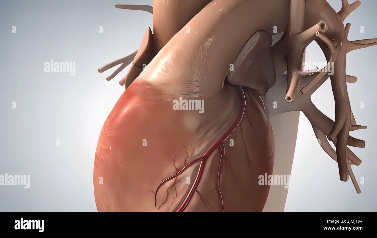 Anatomical human heart illustration Stock Photo