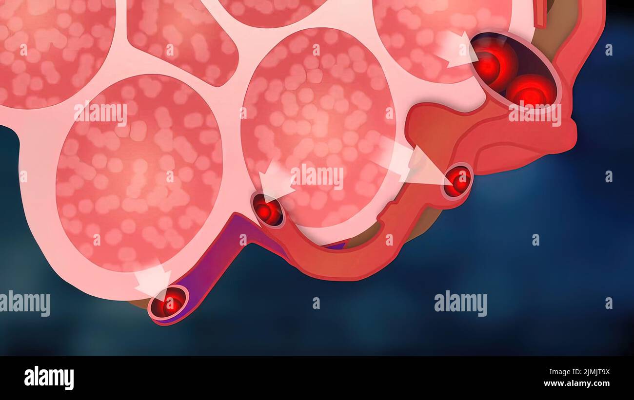 Lung alveoli and blood cells hi-res stock photography and images - Alamy