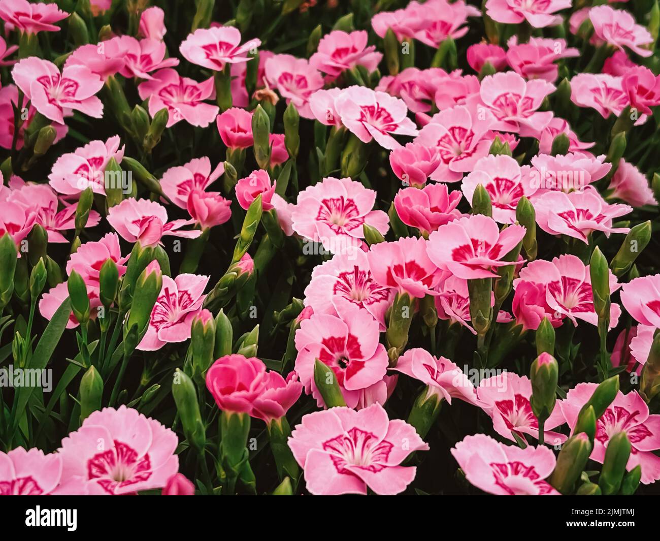 Beautiful Flowers In Garden Centre In Hertfordshire England Planting 