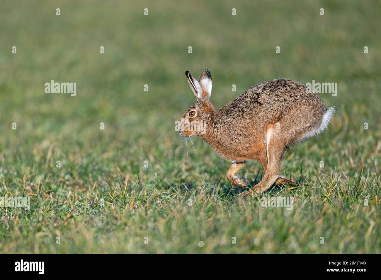 Zielstrebig hoppelt ein maennlicher Feldhase in Richtung Haesin / Determinedly scampers a male European Hare in the direction of a female / Lepus euro Stock Photo