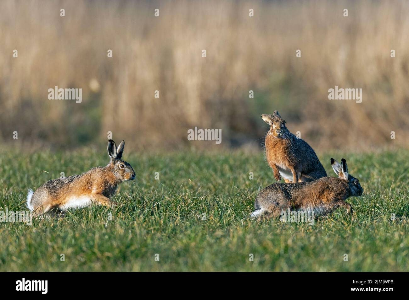 In a wild cursorial hunting, the male European Hares encircle the female Stock Photo