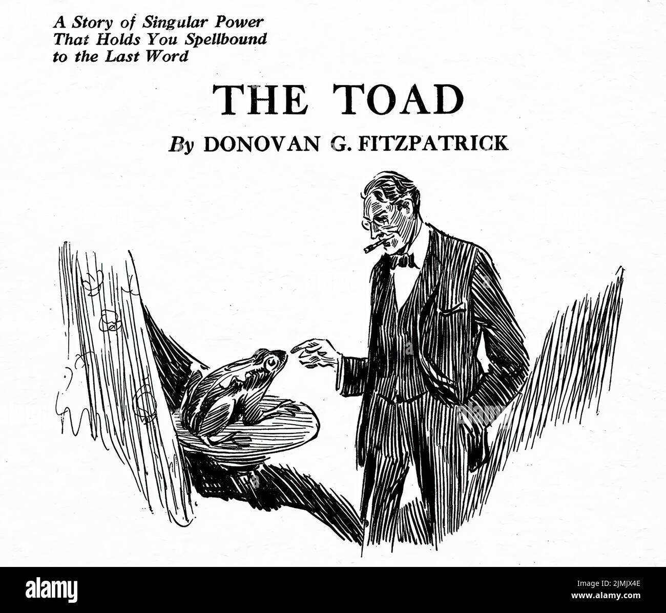 American toad illustration hi-res stock photography and images - Alamy