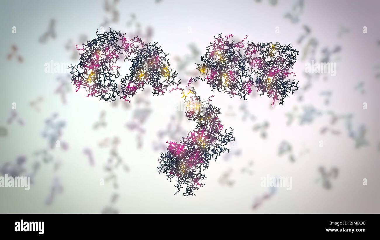 The structure of a typical antibody molecule.Antibodies and amino acids Stock Photo Alamy