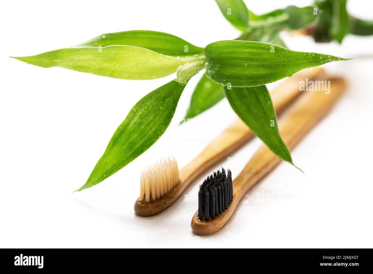 Eco friendly toothbrushes and bamboo plant on white Stock Photo