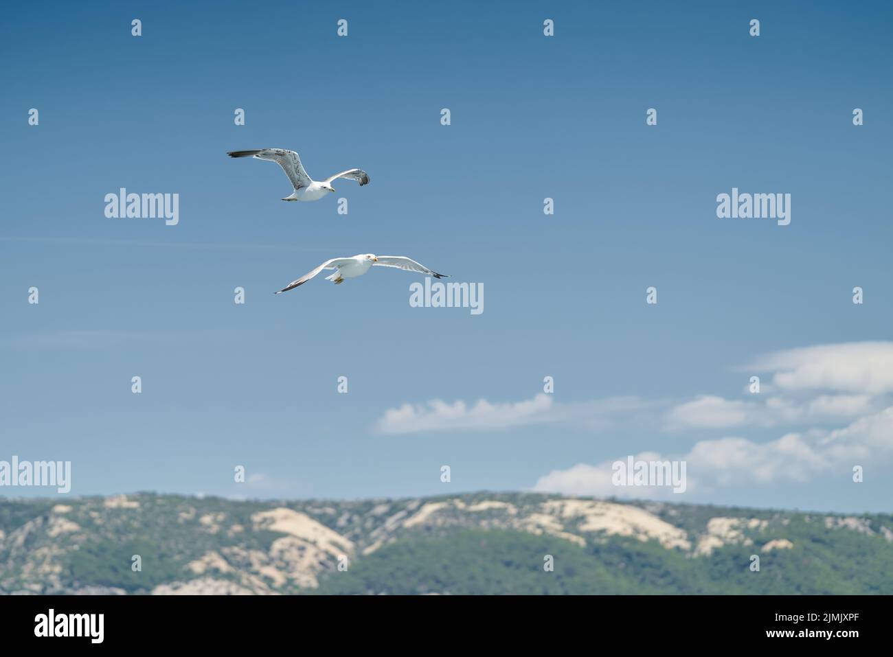 Seagulls over Adriatic Sea Near Island Rab In Croatia Stock Photo