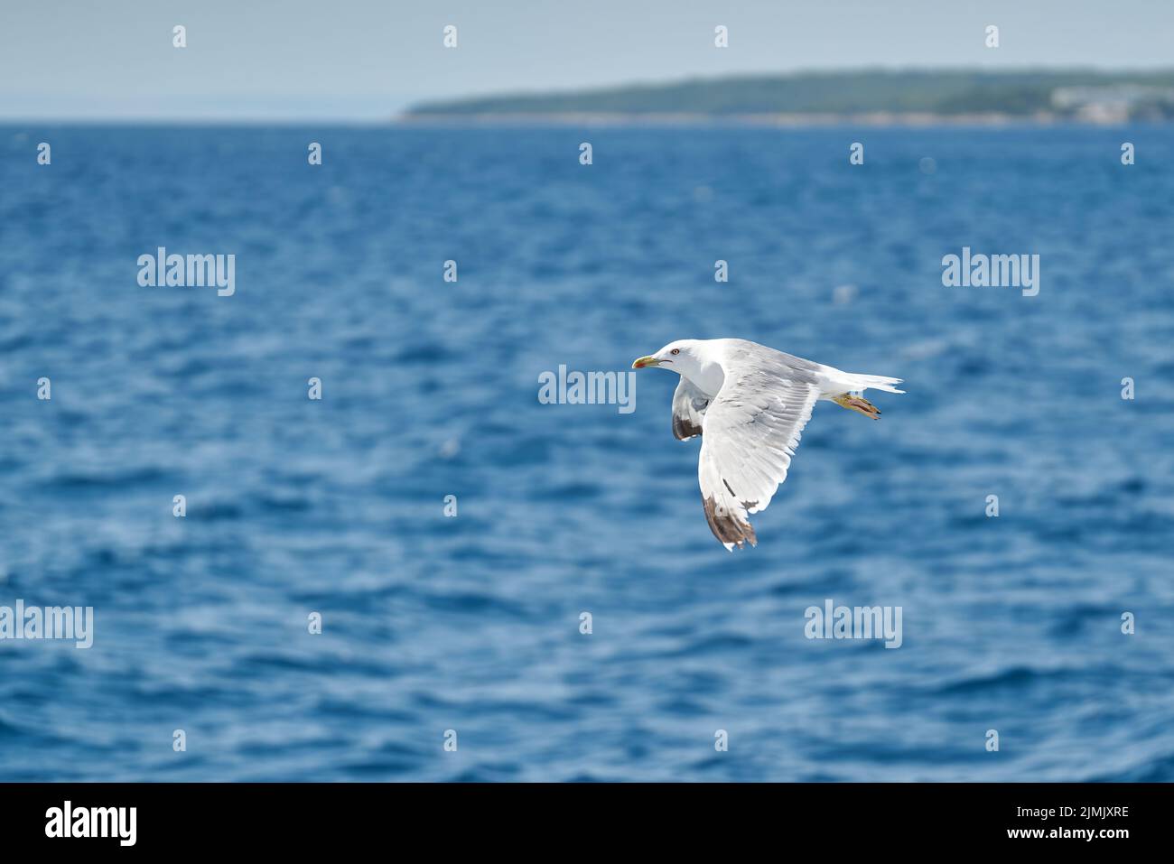 Seagull over Adriatic Sea Near Island Rab In Croatia Stock Photo