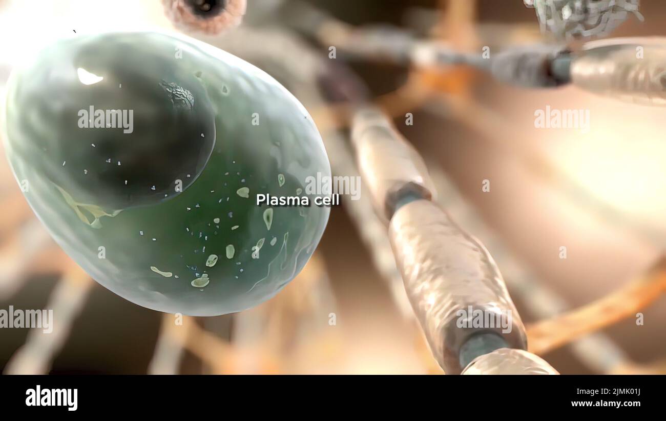 Plasma b cell hi-res stock photography and images - Alamy