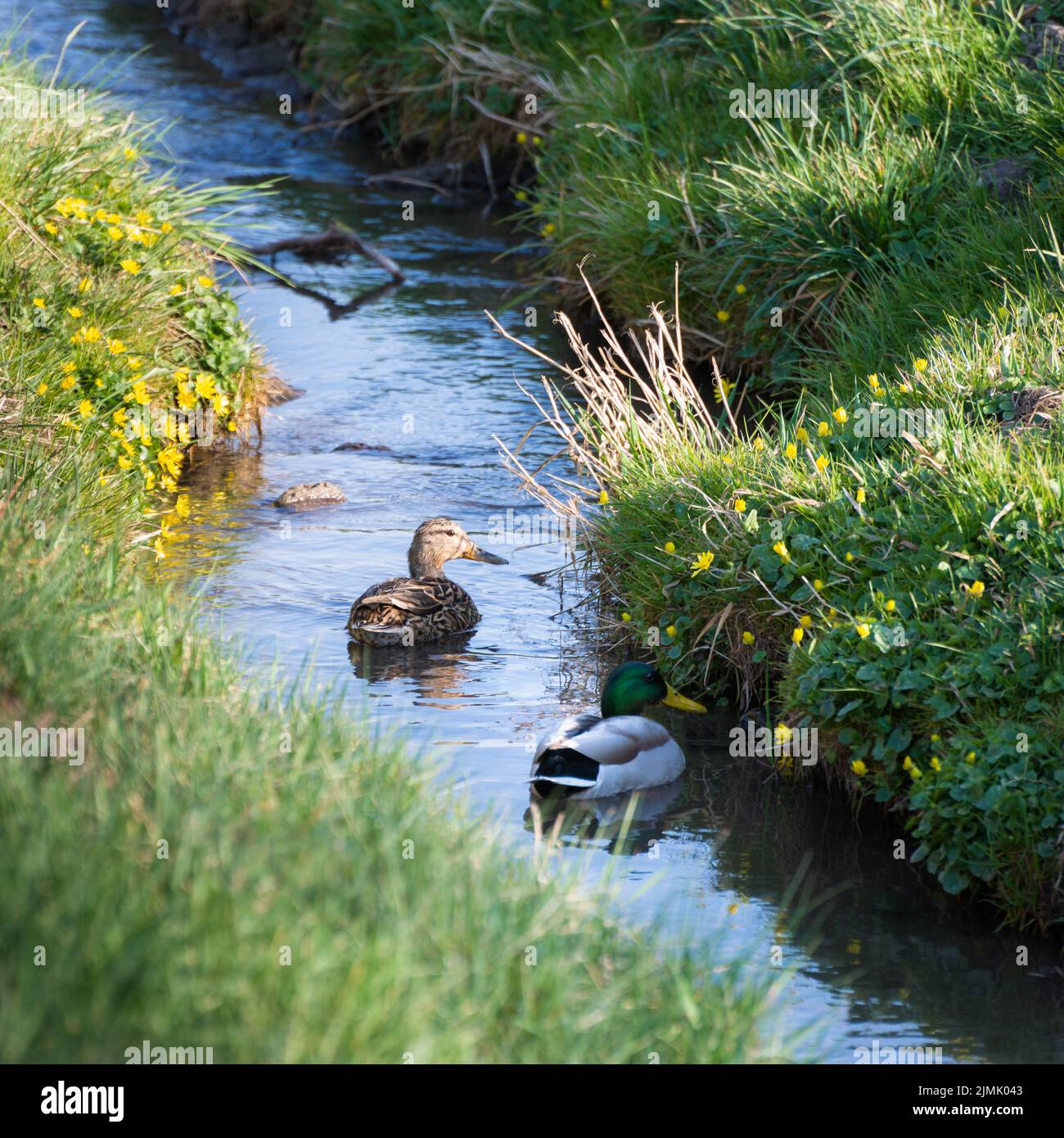 Ducks swimming on a small stream Stock Photo