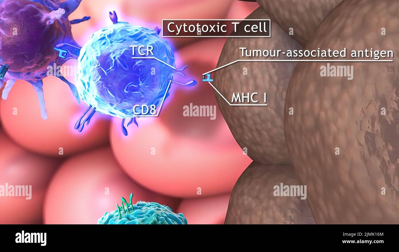 Cytotoxic t cell hi-res stock photography and images - Alamy