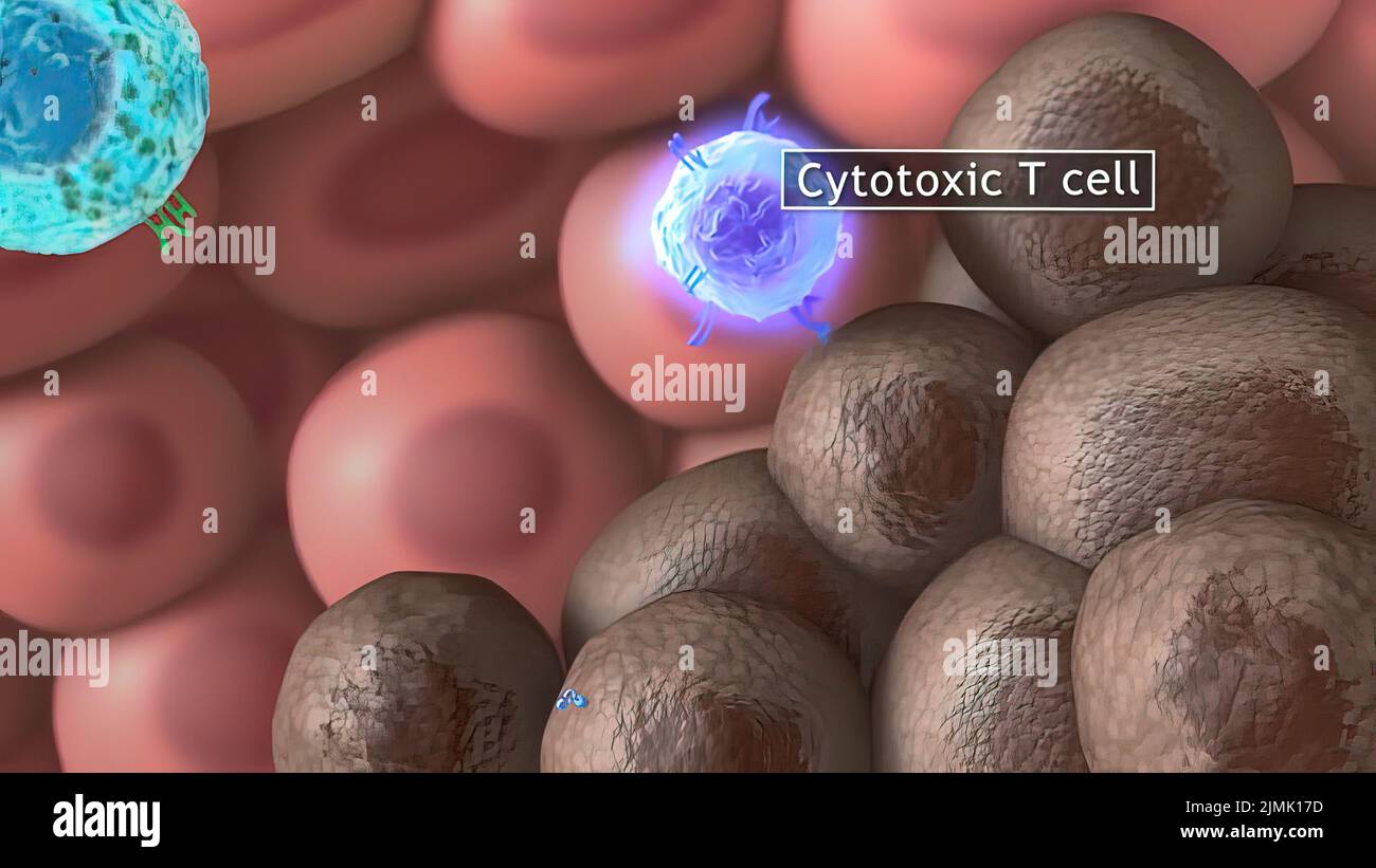 Cytotoxic t cell hi-res stock photography and images - Alamy