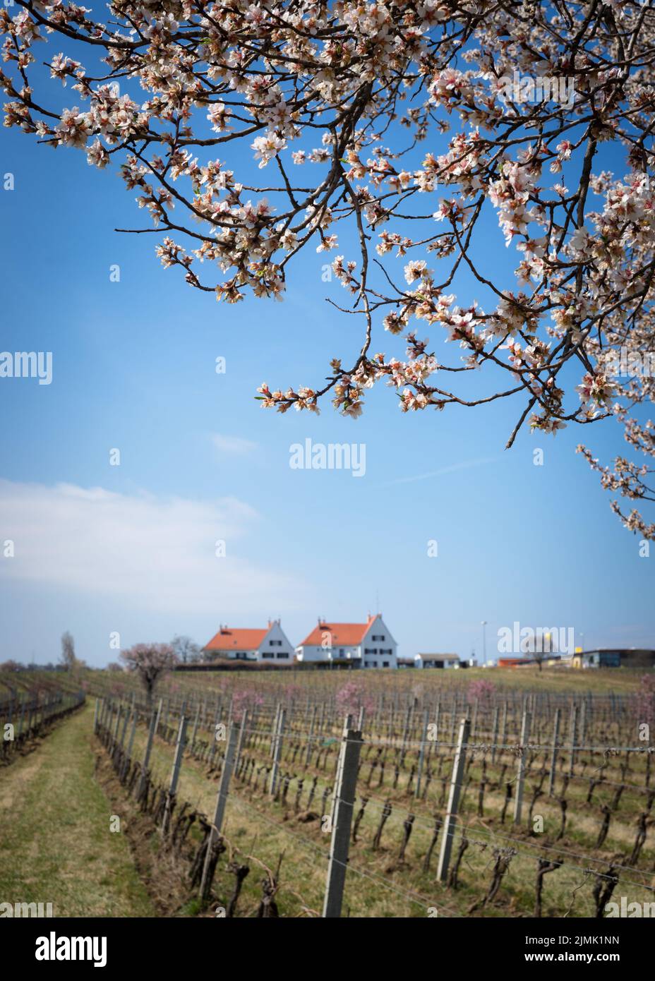 Spring blossom orchard. Abstract blurred background. Stock Photo