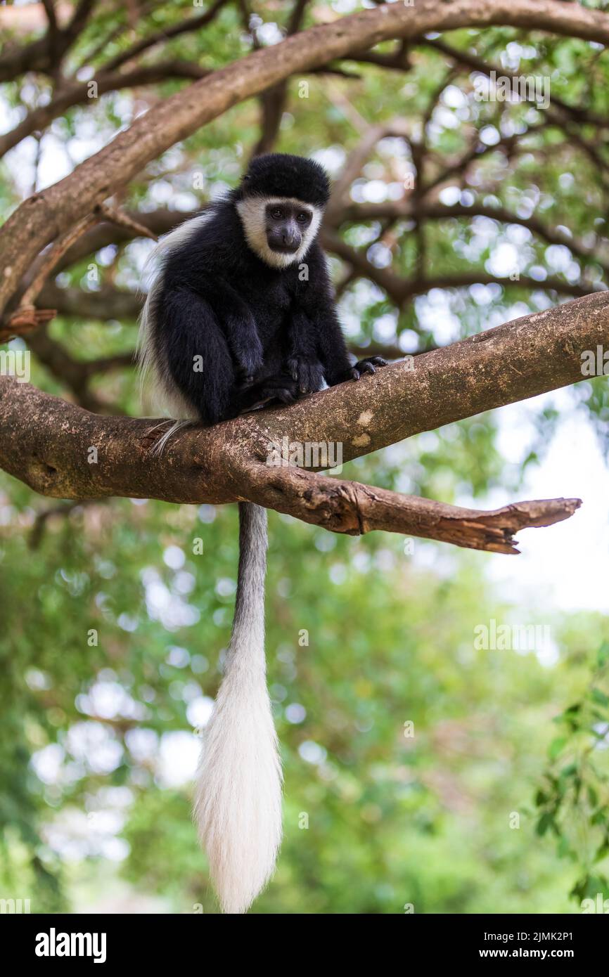 Monkey Colobus guereza, Ethiopia, Africa wildlife Stock Photo